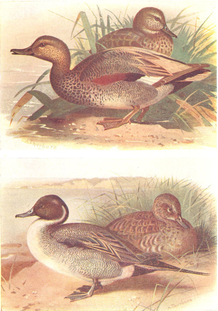 BRITISH BIRDS. Gadwall; Pintail. THORBURN 1925 old vintage print picture